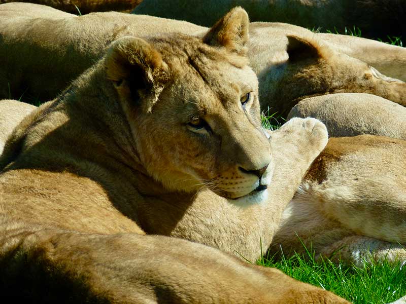 A lioness in Longleat's Safari Park