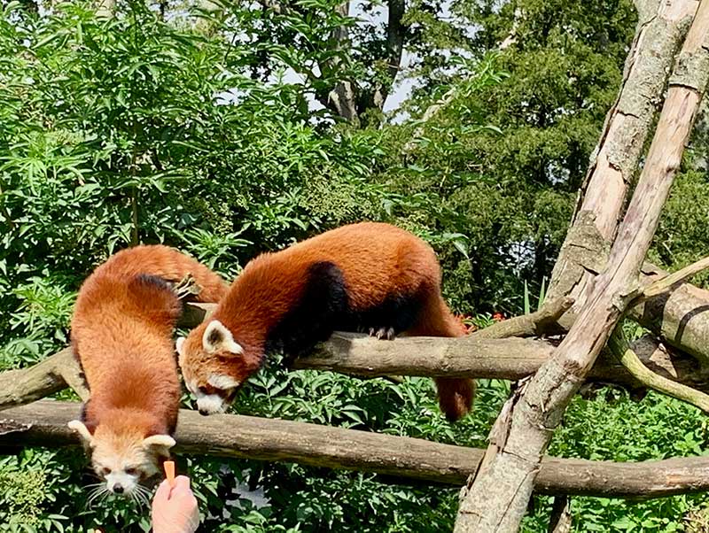 Red Pandas being fed at Longleat