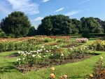 Greenwich Park is full of wonderful features, such as this rose garden.