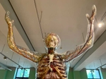 The Wellcome Collection's Medicine Man exhibition