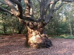 An enormous oak tree in Epping Forest (on the High Beech easy access trail)
