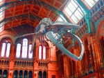 The Blue Whale skeleton that has replaced Dippy the Dinosaur in the NHM's entrance hall