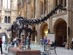 Diplodocus (replica) in the Natural History Museum of London (© Drow male, CC BY-SA 4.0)