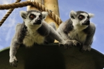 Lemurs at Drusillas Park  (© Dzp, CC BY-SA 3.0)