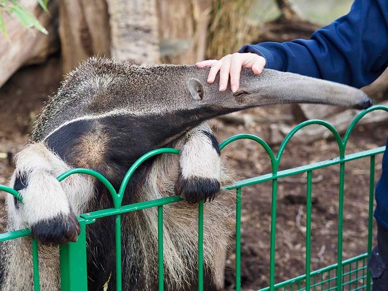 An anteater at Longleat