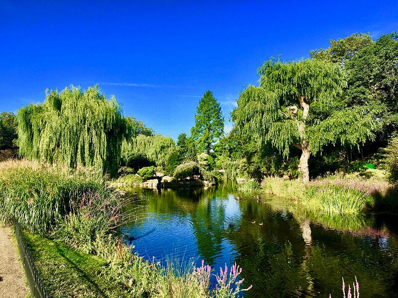 A beautiful lake in Regent's Park