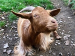 And a characterful goat ...