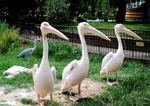 Great White Pelicans at London Zoo, England. (© Steph Laing, CC BY 2.0)