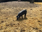 ... pigs, horses, donkeys and chickens at this petting farm.