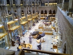 A portion of the Dinosaur Gallery at the Oxford Museum of Natural History (© Ozeye, CC BY-SA 3.0)