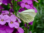 A white butterfly in Regent's Park