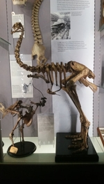 The skeletons of a Dinornis novaezealandiae the bigger on the right and Raphus cucullatus the smaller on the left. The specimens are from the Hunterian Museum at the Royal College of Surgeons of England. (© Emőke Dénes, CC BY-SA 4.0)
