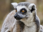 A lemur at the London zoo