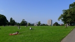 A view in Brockwell Park, with Herne Hill's two residential tower blocks visible and the London Shard further in the background. (© Tommy20000, CC BY-SA 3.0)