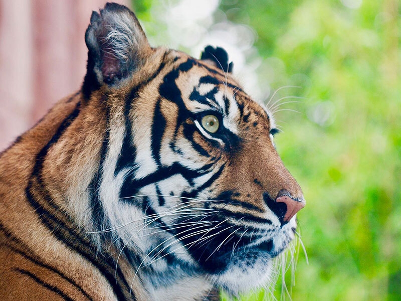 Tigers and much more at the London Zoo; the perfect attraction for an afternoon with the kids