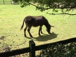 A donkey at Hackney City Farm
