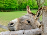 A sleepy donkey at Mudchute Farm